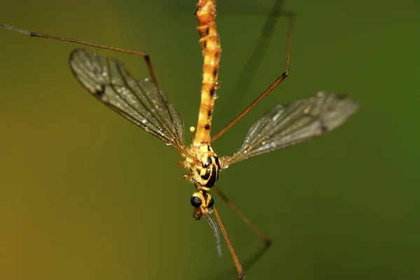 Insetos mosquitos na folha verde — Fotografia de Stock