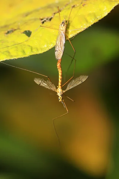 Mosquitos insectos apareamiento en hoja verde —  Fotos de Stock