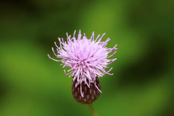 Thistle, asteraceae plant leaves — Stock Photo, Image