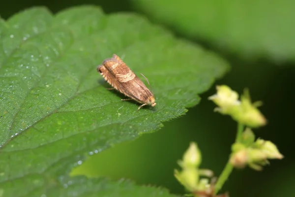 Humulus scandens nachtvlinder zat op plant verlaat — Stockfoto