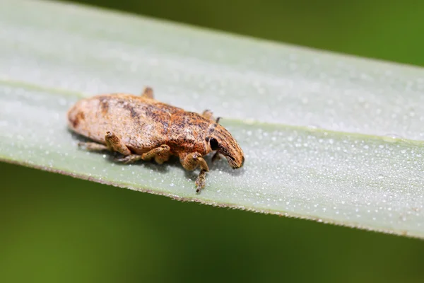 Weevil — Stock Photo, Image