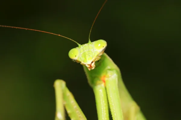 Tenodera mantis —  Fotos de Stock
