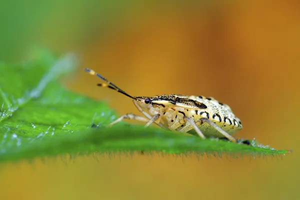Çekirke larva yaprak yeşil üzerinde — Stok fotoğraf