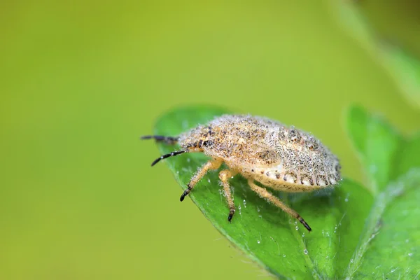 Stinkbug προνύμφες σε πράσινο φύλλο — Φωτογραφία Αρχείου