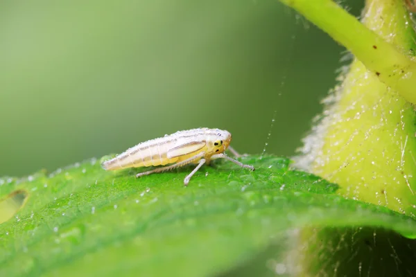 Leafhopper — Stock fotografie