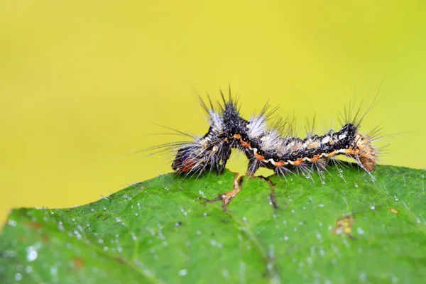 緑の葉にかわいい毛虫 — ストック写真