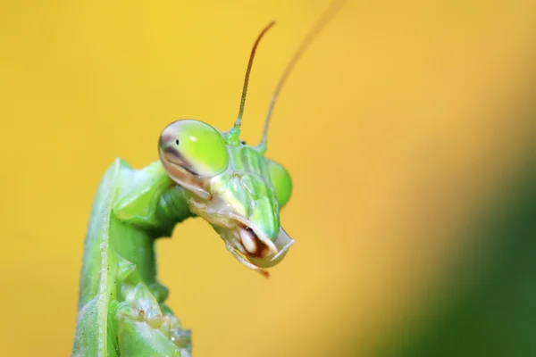 Mantis's head in the wild — Stock Photo, Image