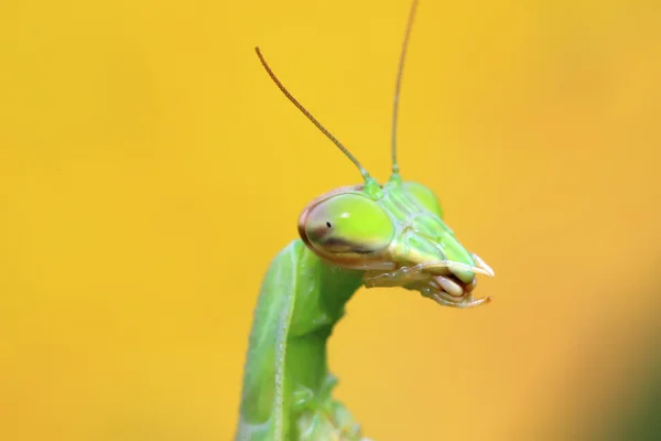 Επικεφαλής της Mantis στην άγρια φύση — Φωτογραφία Αρχείου