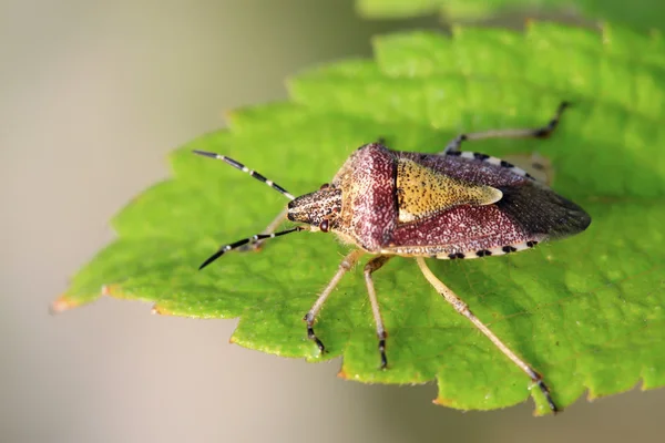 Stinkbug σε πράσινο φύλλο — Φωτογραφία Αρχείου