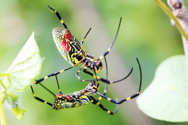 Spider — Stock Photo, Image