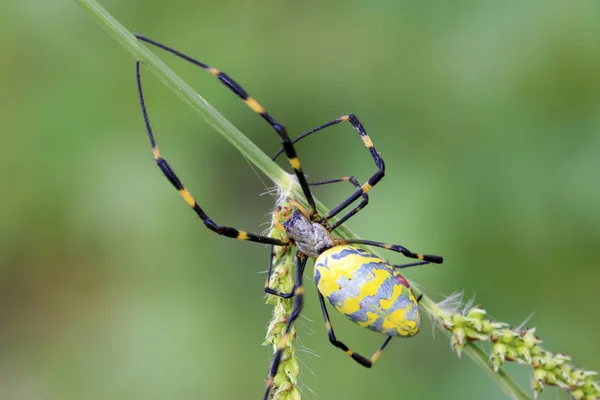 Spider — Stock Photo, Image