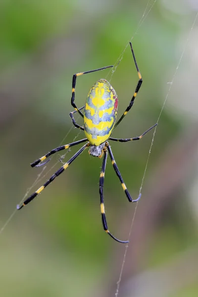 Aranha — Fotografia de Stock