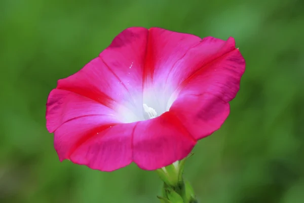 Flores rojas —  Fotos de Stock