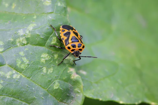 Stinkbug σε πράσινο φύλλο — Φωτογραφία Αρχείου