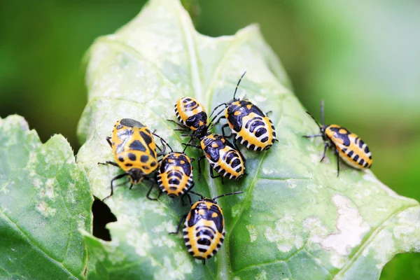 Stinkbug na zelený list — Stock fotografie