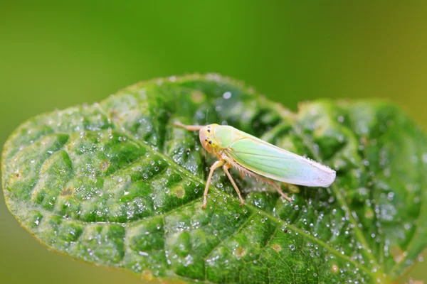 Download - A kind of homoptera insects leafhopper in the wild — Stock Image Leafhopper — Stock Photo, Image
