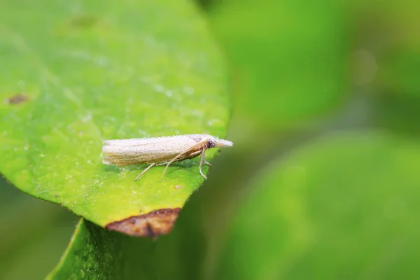 Moth insects — Stock Photo, Image