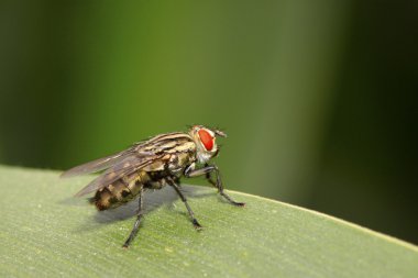 closeup of tachina fly  clipart