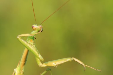 tenodera peygamber devesi