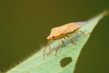 yeşil yaprak üzerinde çekirke