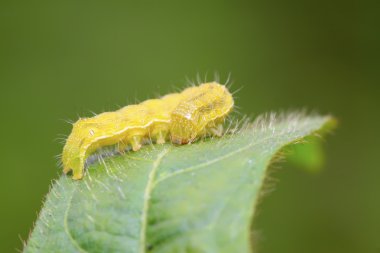 Lepidoptera böcekler