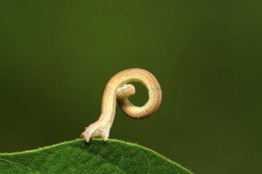 geometrid üzerinde vahşi yaprak yeşil