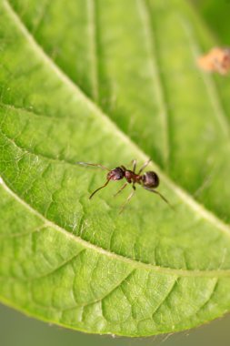 mercerized kahverengi orman karıncaları