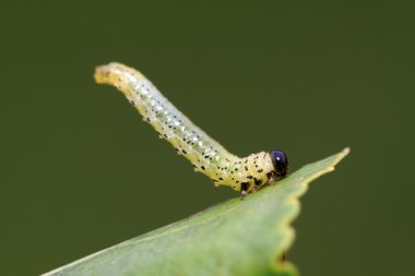 sawfly larva yaprak yeşil üzerinde