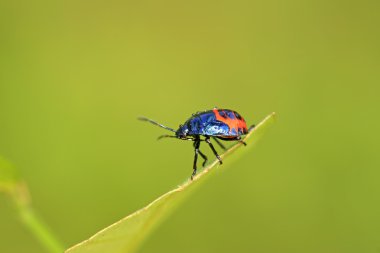 zwarte stinkbug larven op groen blad