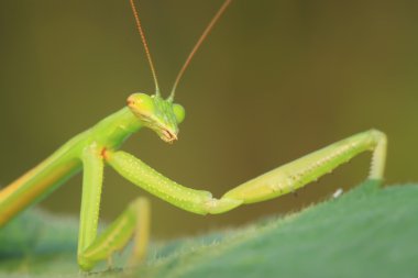 tenodera peygamber devesi