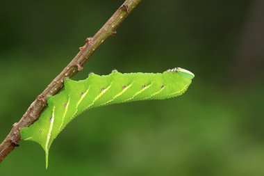 hawkmoth üzerinde vahşi yaprak yeşil fasulye