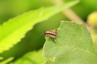 Gryllidae Böcek larvası