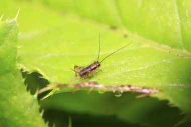 Gryllidae Böcek larvası