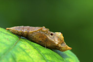 Kelebek pupa kabuk