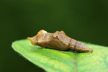 Kelebek pupa kabuk