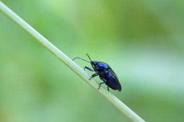 yeşil yaprak üzerinde mor çekirke