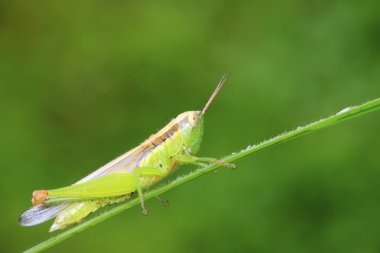 Çekirge üzerinde vahşi yaprak yeşil