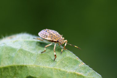 yeşil yaprak üzerinde çekirke