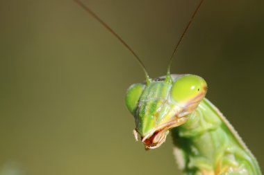 tenodera peygamber devesi