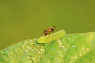 mercerized kahverengi orman karıncaları