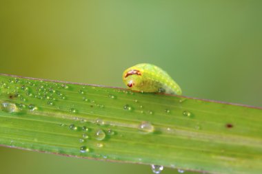 Thorn güve larva 