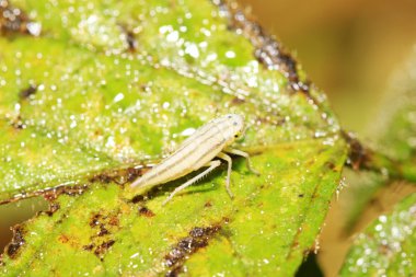 leafhopper larvalar