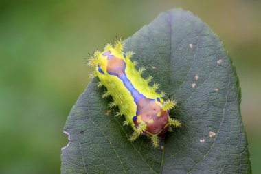 Thorn güve larva 