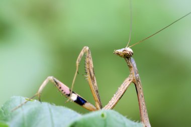 closeup kahverengi Mantis