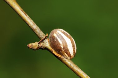pupa kabuk