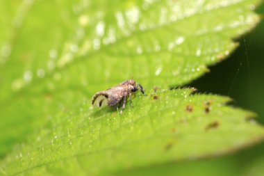 balmumu ağustosböceği yeşil yaprak üzerinde 