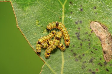 yeşil yaprak üzerinde sevimli tırtıl