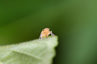 Leafhopper