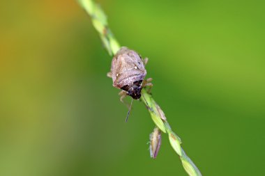 yeşil yaprak üzerinde çekirke 