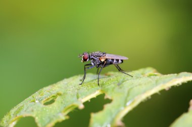 yaprakların üzerine sinekler böcekler  